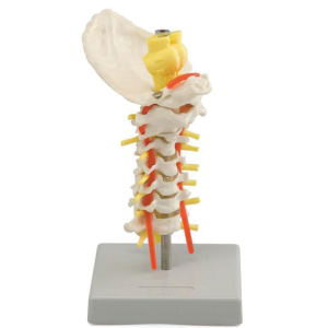 Cervical Spinal Column